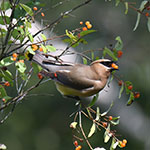 Cedar Waxwing photo by Joseph Langlois