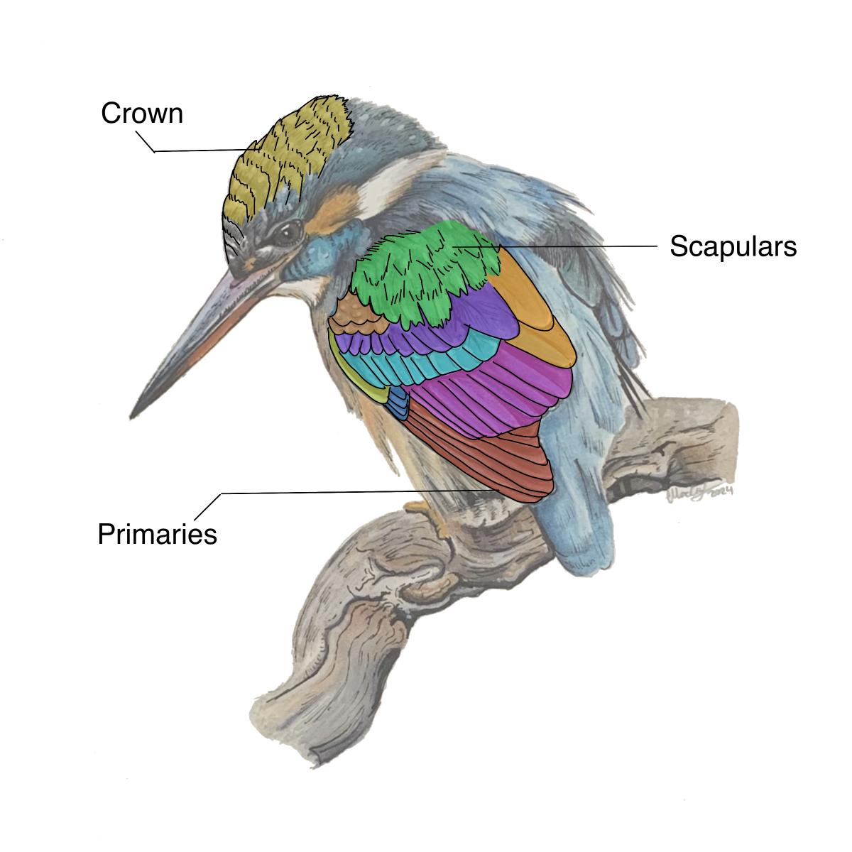 image of a bird with the crown, scapulars and primaries highlighted and identified