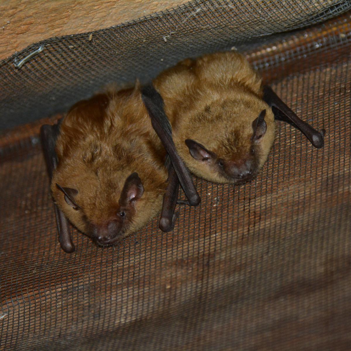 big brown bats