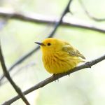 northern Yellow Warbler photo by Joseph Langlois
