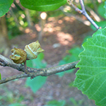 American Witch-hazel