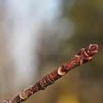 Silver Maple tip of tree branch in winter
