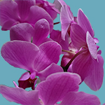 orchids