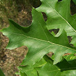 oak leaves