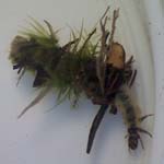 Caddisfly for Pond Life workshop