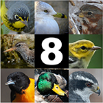 photo grid of 8 birds with the number 8 in the center