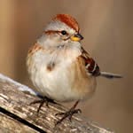 photo of a sparrow