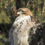 photo of a hawk