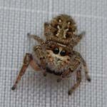 photo of spider