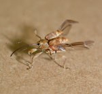 photo of bugs