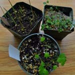 photo of plant propagation