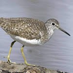 photo of shore birds