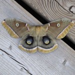 moth photo