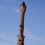 tip of tree branch in winter