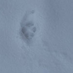 animal track in snow