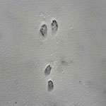 animal tracks in snow