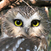 Saw Whet Owl